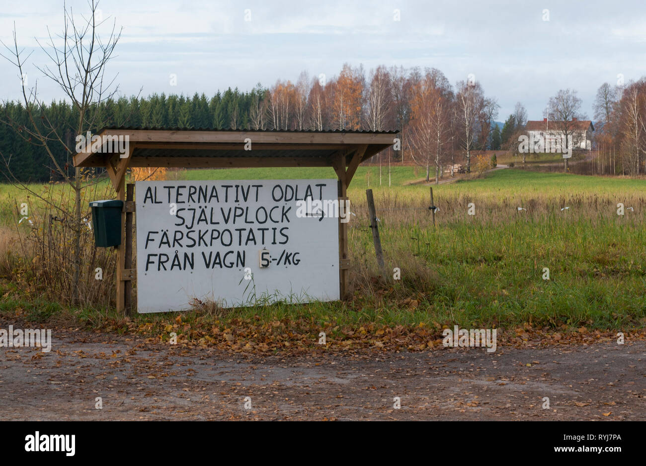 Auto-prelievo di alternativamente coltivato patate, Värmland, Svezia. Foto Stock