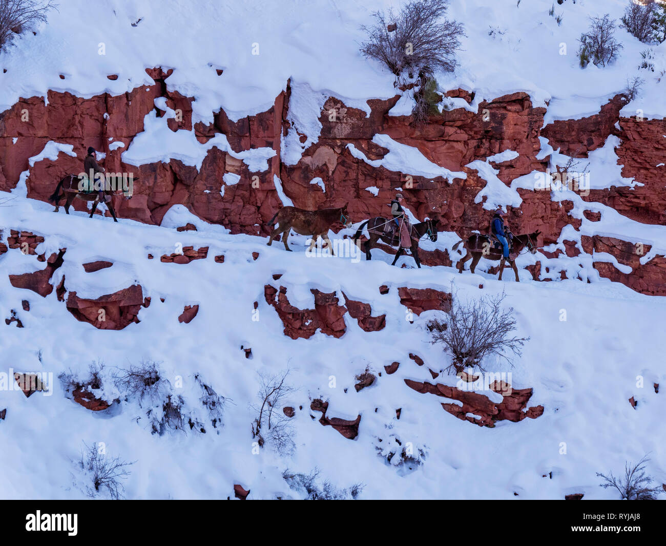 Treno Mule, Parco Nazionale del Grand Canyon. Ho una stampa di un dipinto di BEV Doolittle. Questo mi ricorda il suo lavoro. Foto Stock