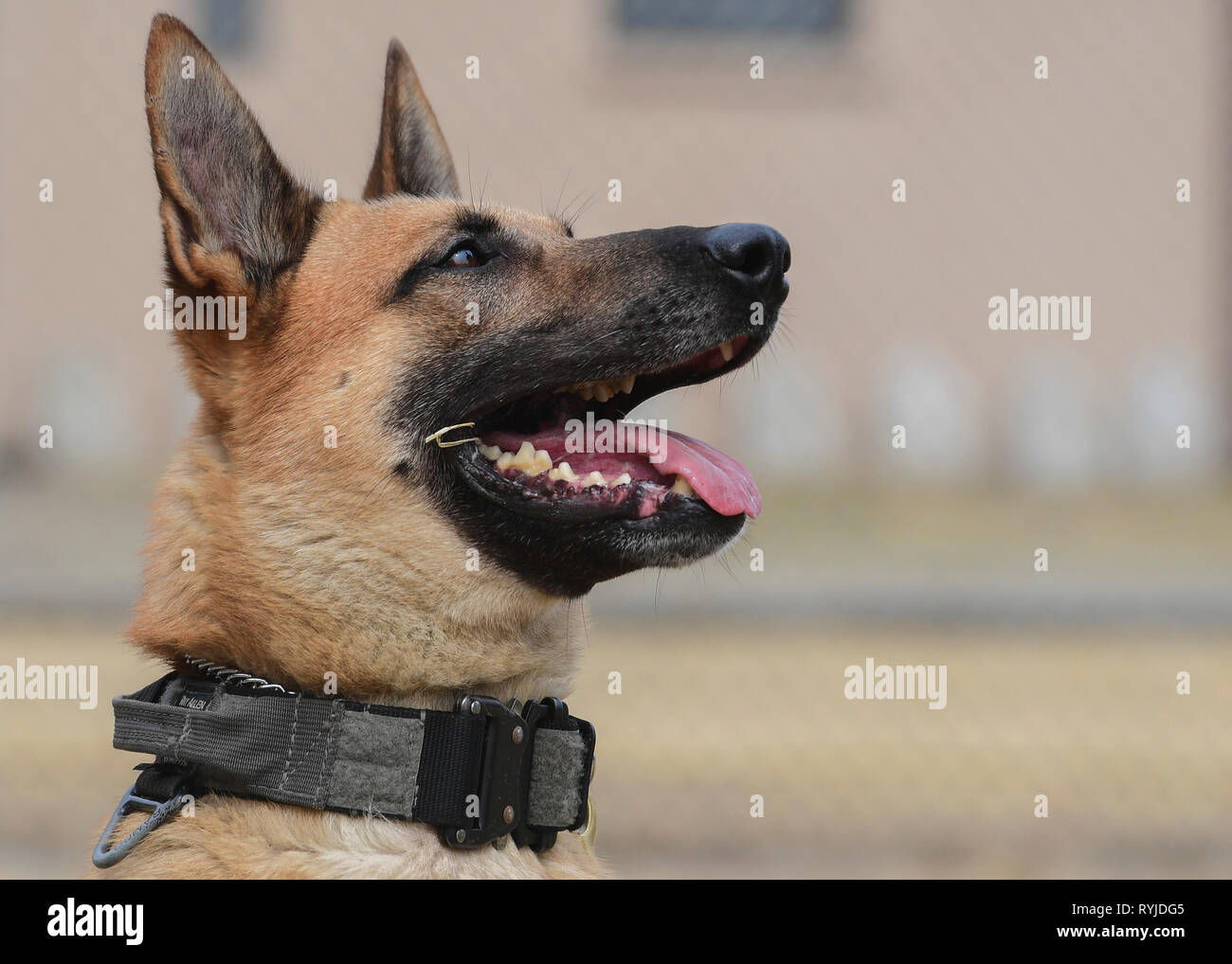 Diego, un militare di cane da lavoro assegnato al cinquantunesimo delle forze di sicurezza Squadron, siede pazientemente in attesa il suo gestore di comando successivo a Osan Air Base, Repubblica di Corea, 12 marzo 2019. Il 13 marzo, militari lavorano i cani sono celebrati per la National K9 veterani del giorno. Inoltre, IL GOVERNO DEGLI STATI UNITI L'esercito ha stabilito la guerra programma cane, o K-9 Corps, in questo giorno nel 1942. (U.S. Air Force photo by Staff Sgt. Ramon A. Adelan) Foto Stock