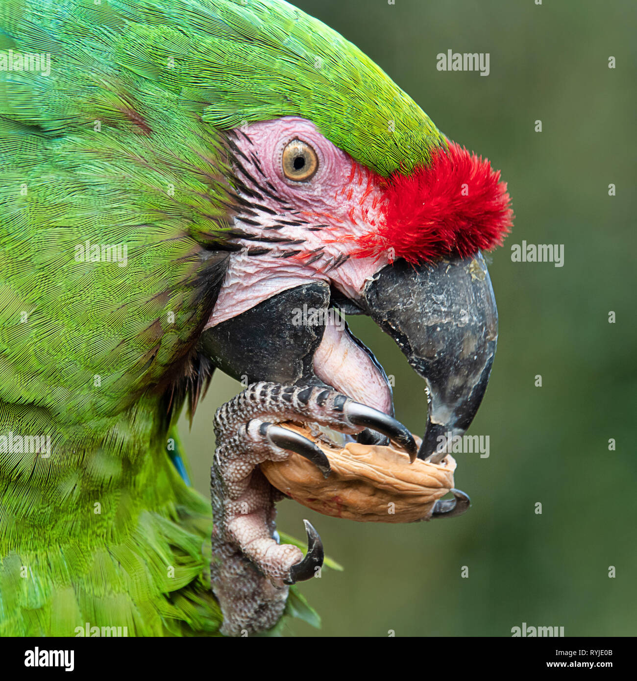 Un close up ritratto di profilo di un militare macaw mangiare una noce. Dimostrando chiaramente la faccia laterale, becco e occhio con il dado serrato saldamente Foto Stock