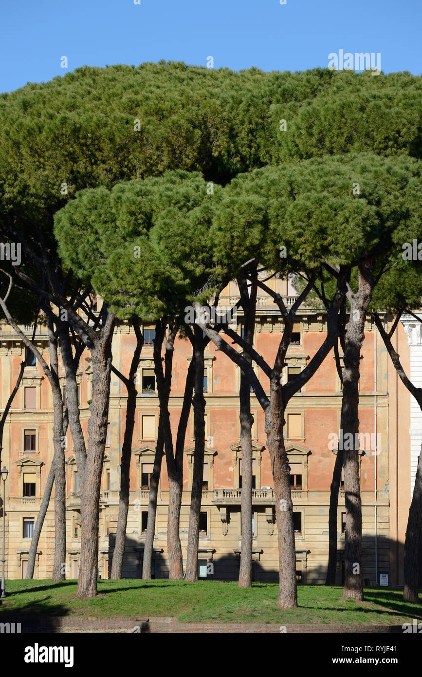 Di pini marittimi, italiano di pini marittimi, Parasol pini o Pini, Pinus pinea, nei giardini o parco di Castel Sant'Angelo Roma Italia Foto Stock