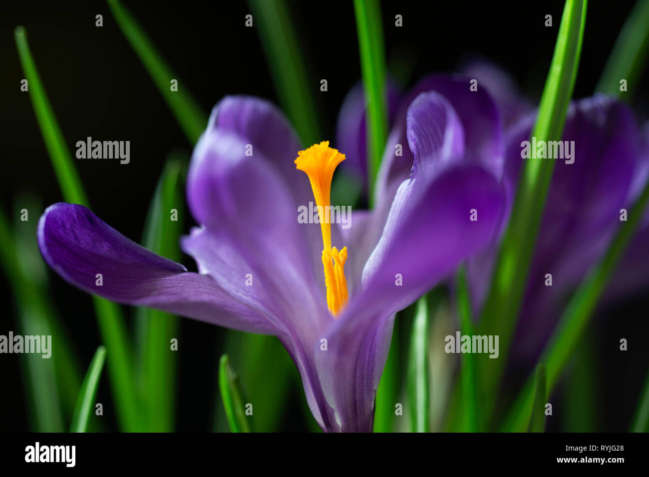 Viola crocus fiore su uno sfondo nero Foto Stock