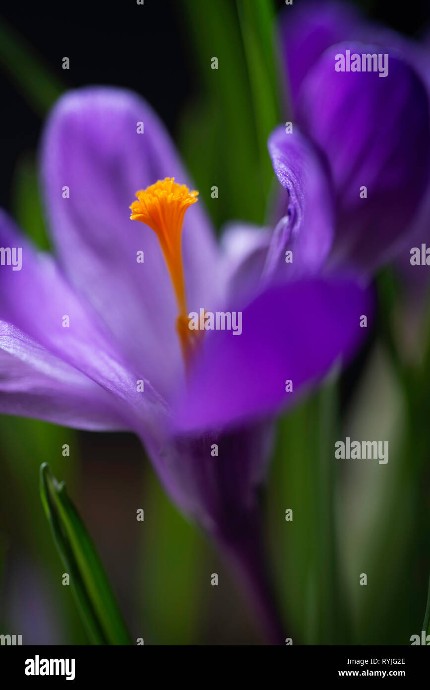 Viola crocus fiore su uno sfondo nero Foto Stock