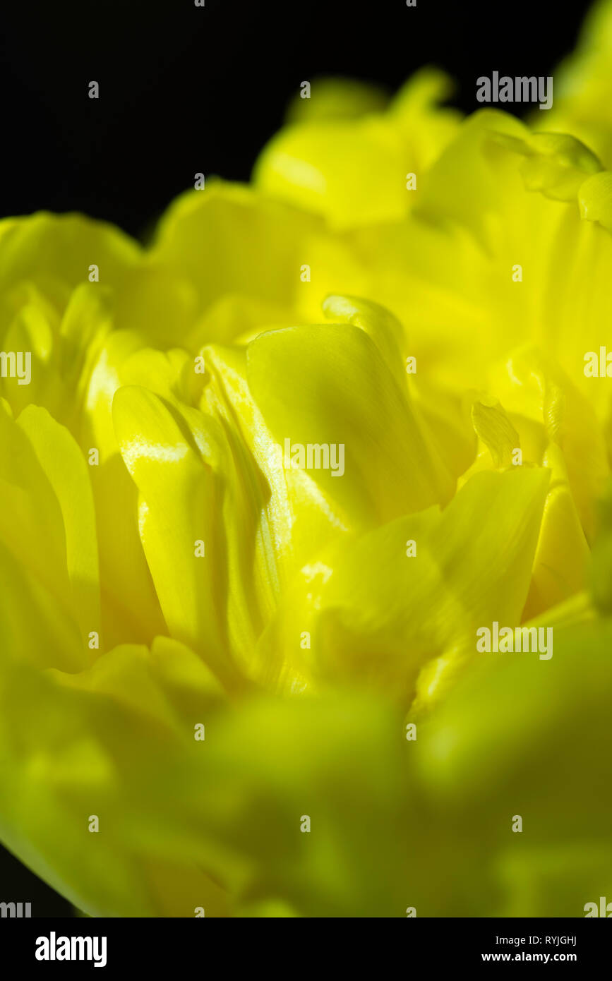 Chiusura del tulipano giallo fiore su uno sfondo nero Foto Stock