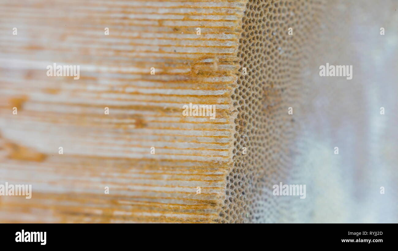 I fori sulla tinder fungo su una macro shot con il marrone e il colore bianco di esso Foto Stock
