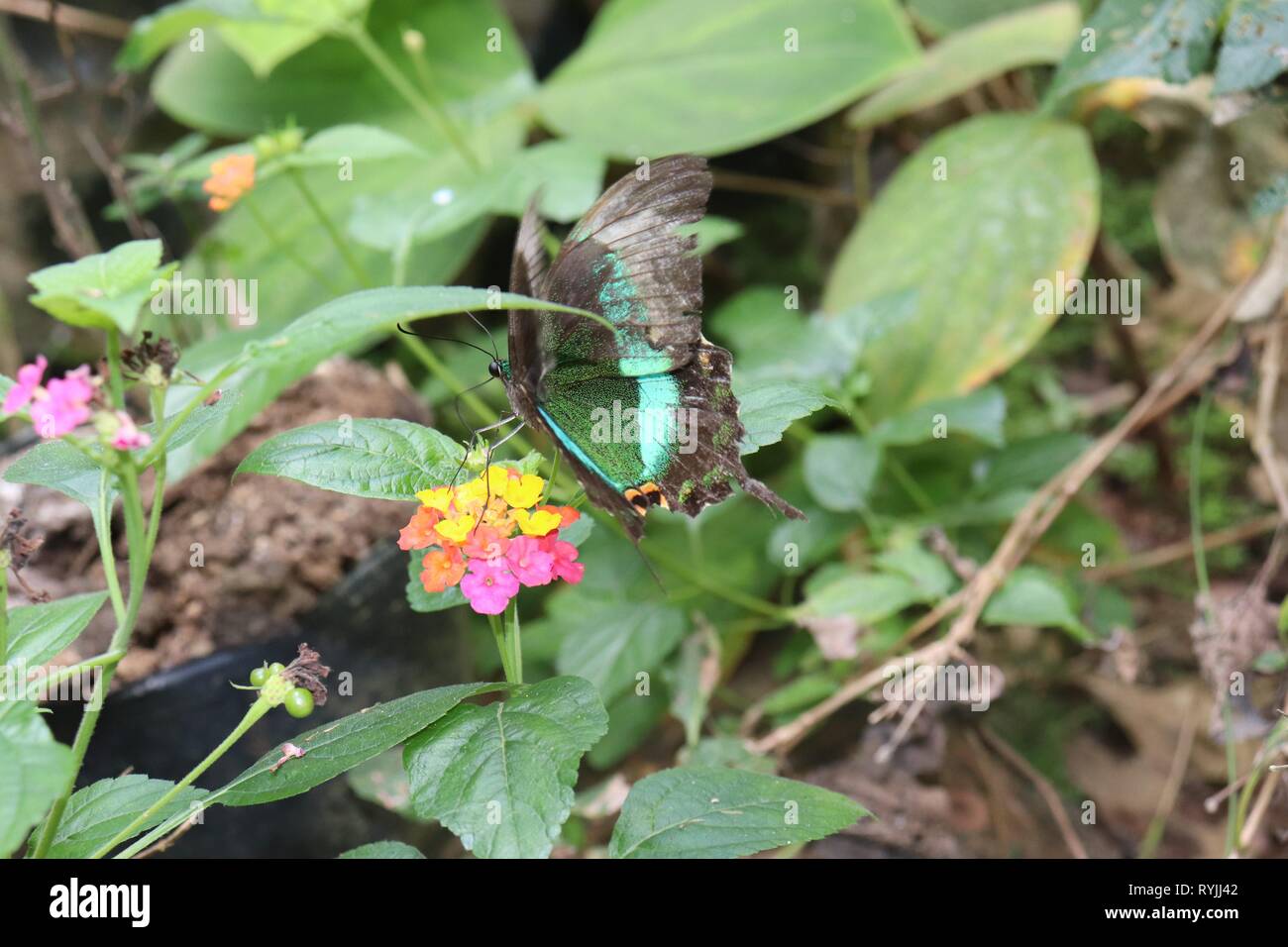Rare butterfly dalle Filippine Foto Stock