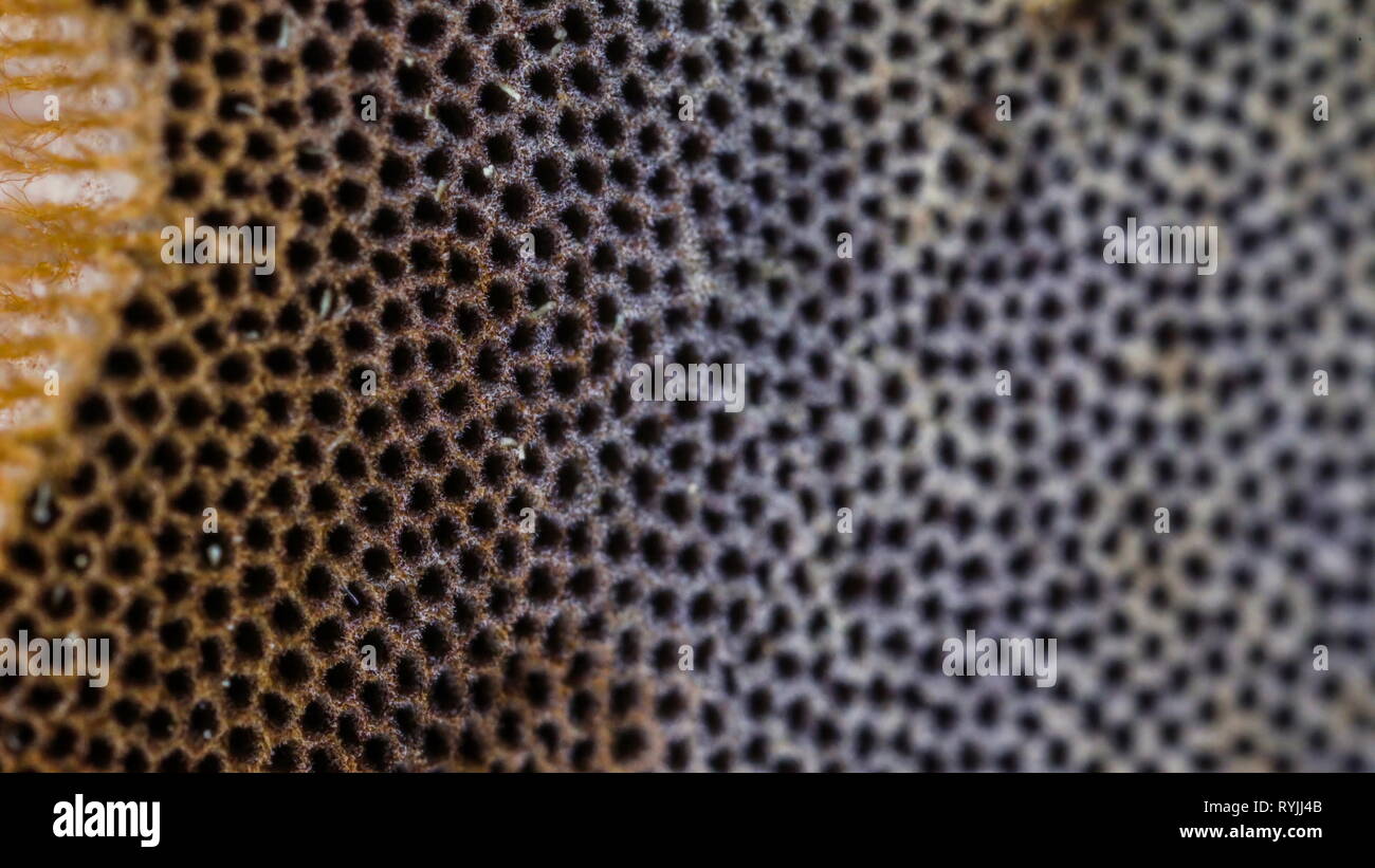 Macro colpo di piccoli fori sul fungo tinder con il colore marrone su di esso Foto Stock