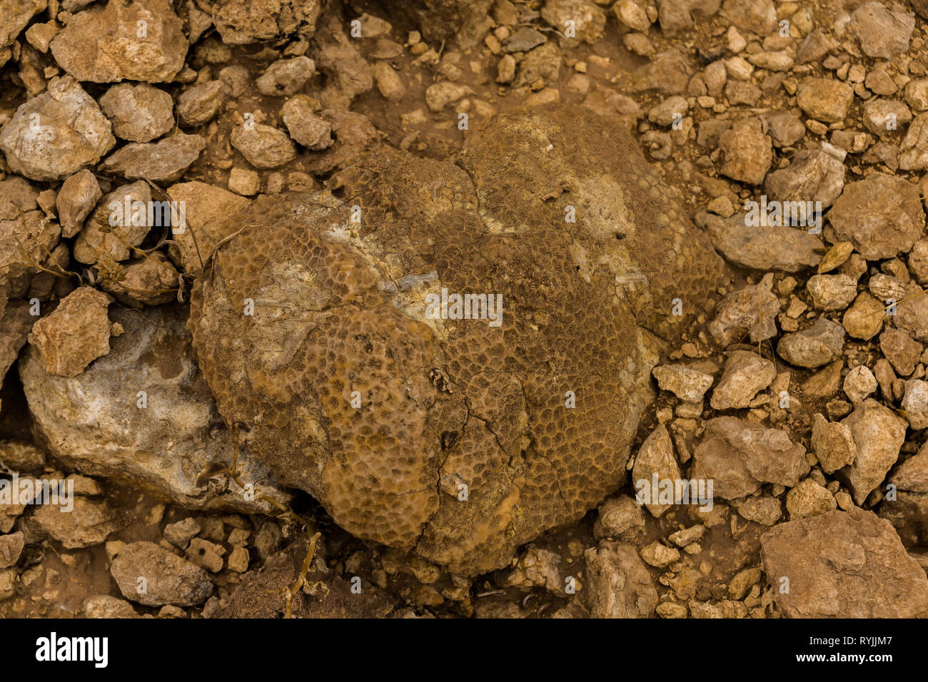 Coralli di rugose fossili nel deserto dell'Arabia Saudita vicino a Riyadh, Arabia Saudita Foto Stock