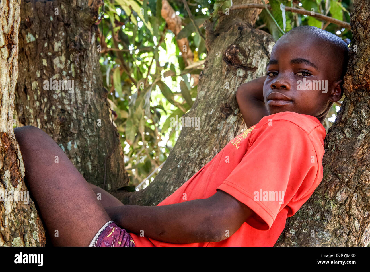 Ragazzo seduto su un albero vicino Agboville, Costa d'Avorio. Foto Stock