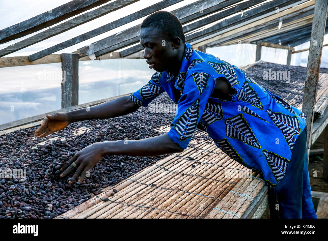 Essiccazione di cacao nei pressi di Agboville, Costa d'Avorio. Foto Stock