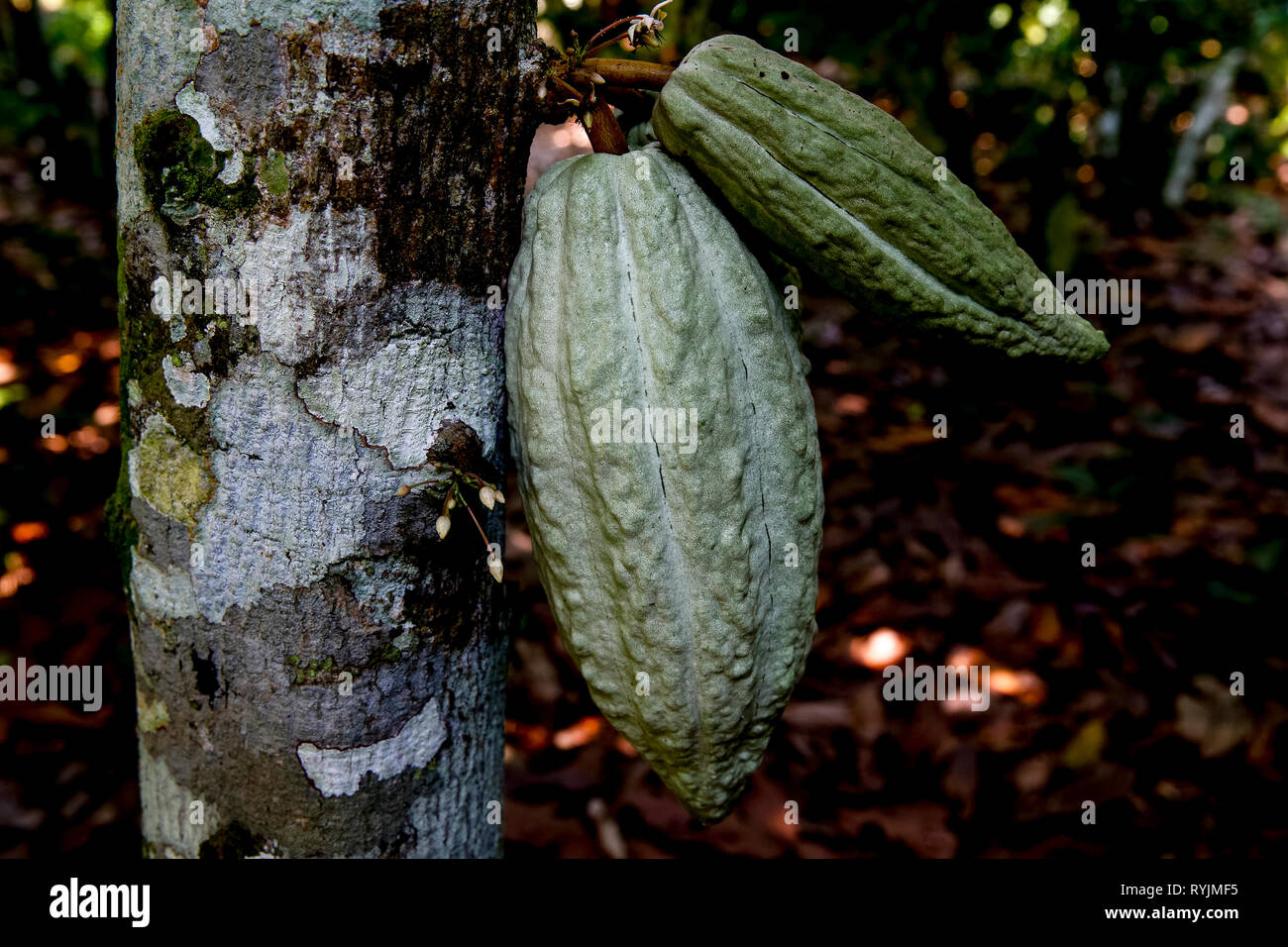 La piantagione di cacao nei pressi di Agboville, Costa d'Avorio. Foto Stock