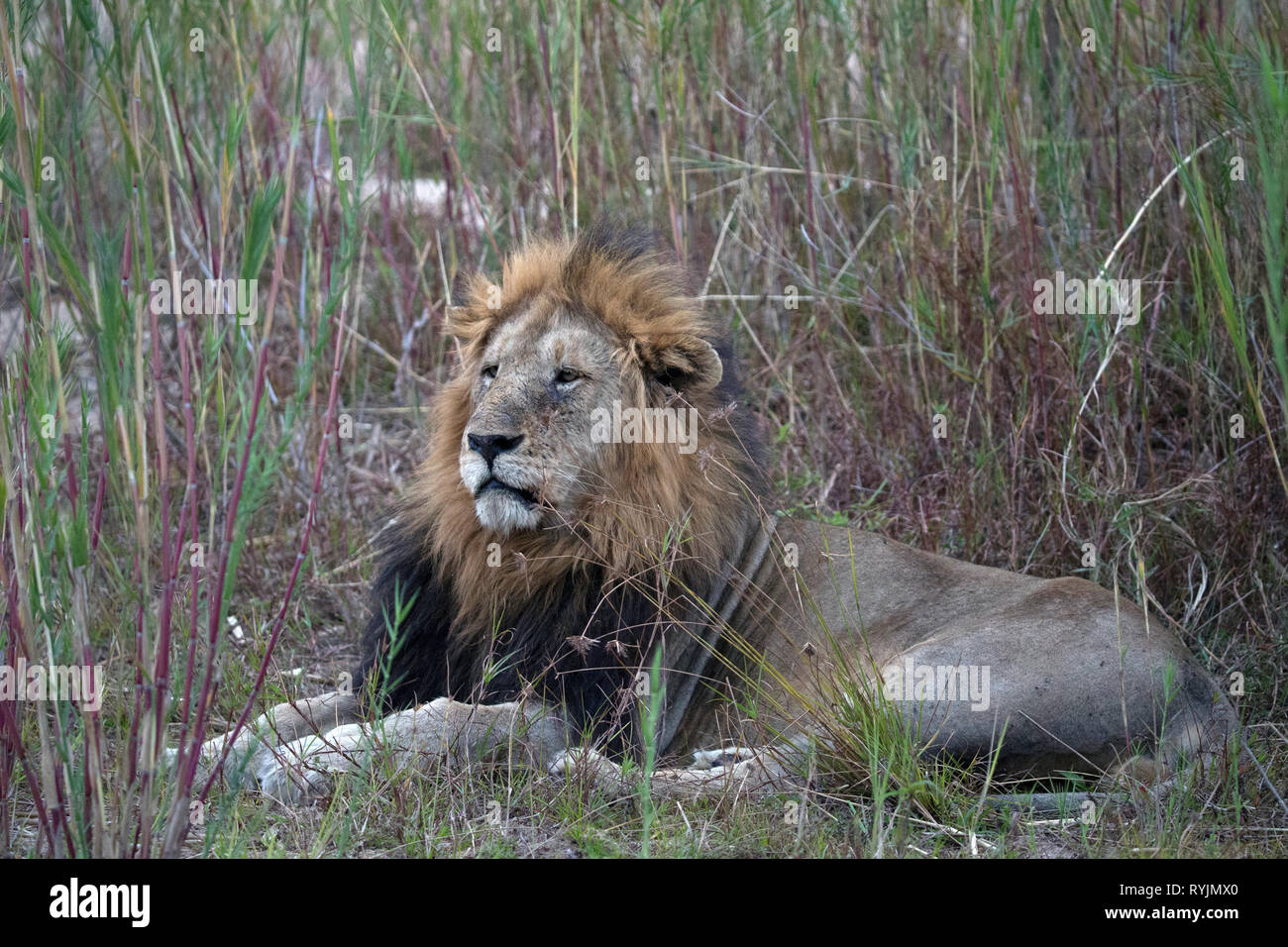 L'Old Lion (Panthera leo). Parco Nazionale di Kruger. Sudafrica. Foto Stock