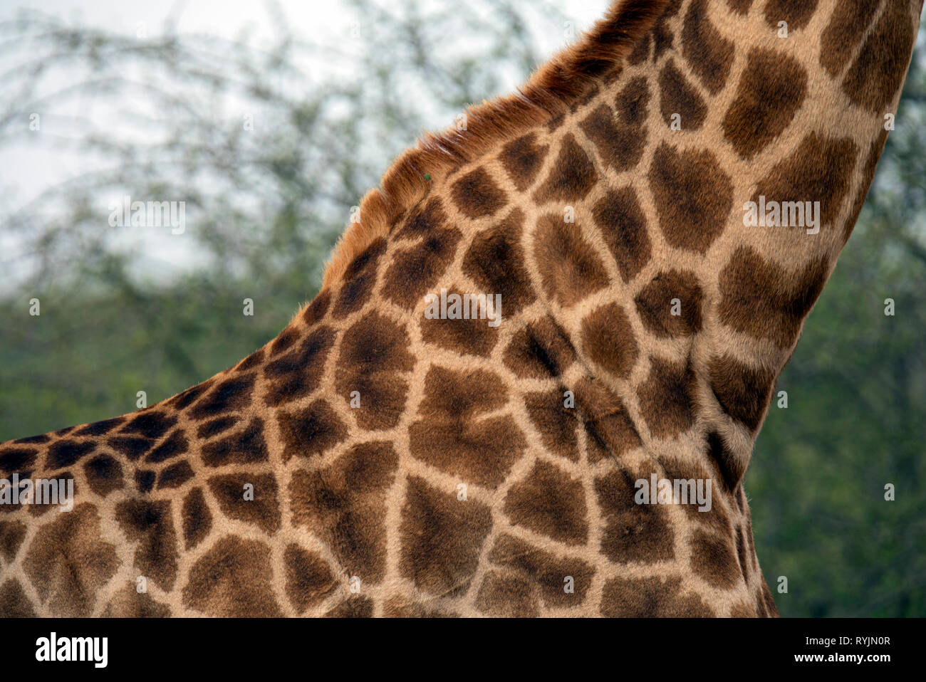 La giraffa ( (Giraffa camelopardalis ). Parco Nazionale di Kruger. Sudafrica. Foto Stock