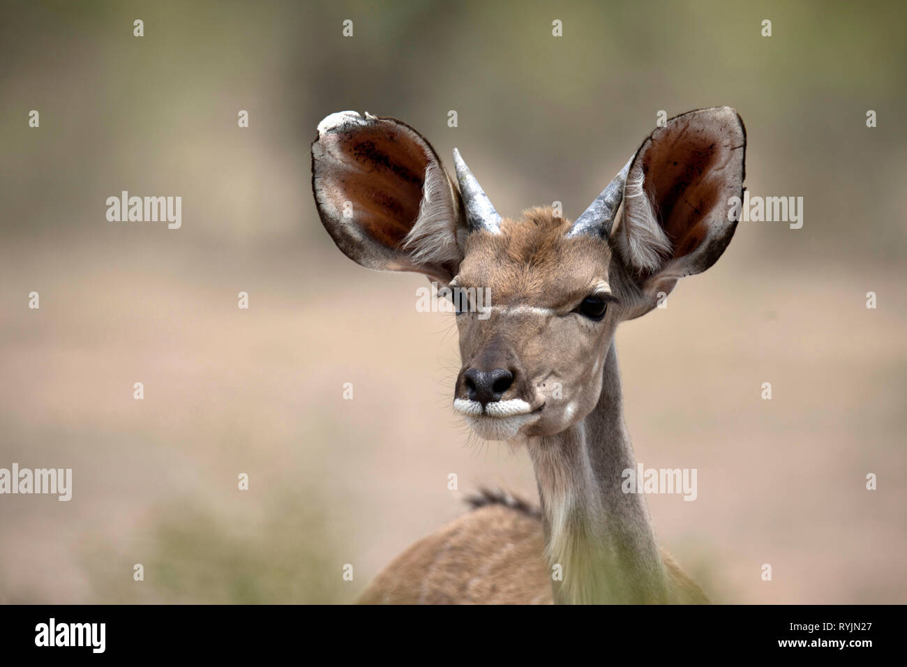 Una femmina di kudu maggiore. Parco Nazionale di Kruger. Sudafrica. Foto Stock