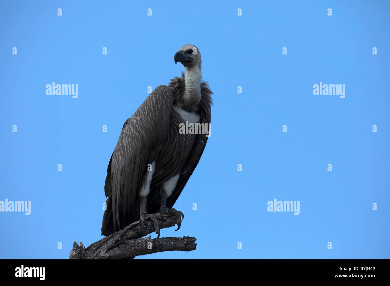White-backed Vulture (Gyps africanus). Parco Nazionale di Kruger. Sudafrica. Foto Stock