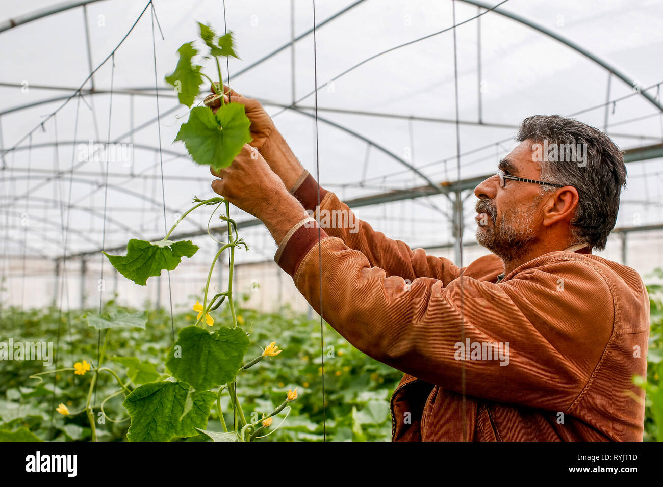 Mahmoud Salaheddin Salahat, un client di acad finanza, lavorando nella sua serra in Wadi al Farrah, West Bank, Palestina. Foto Stock