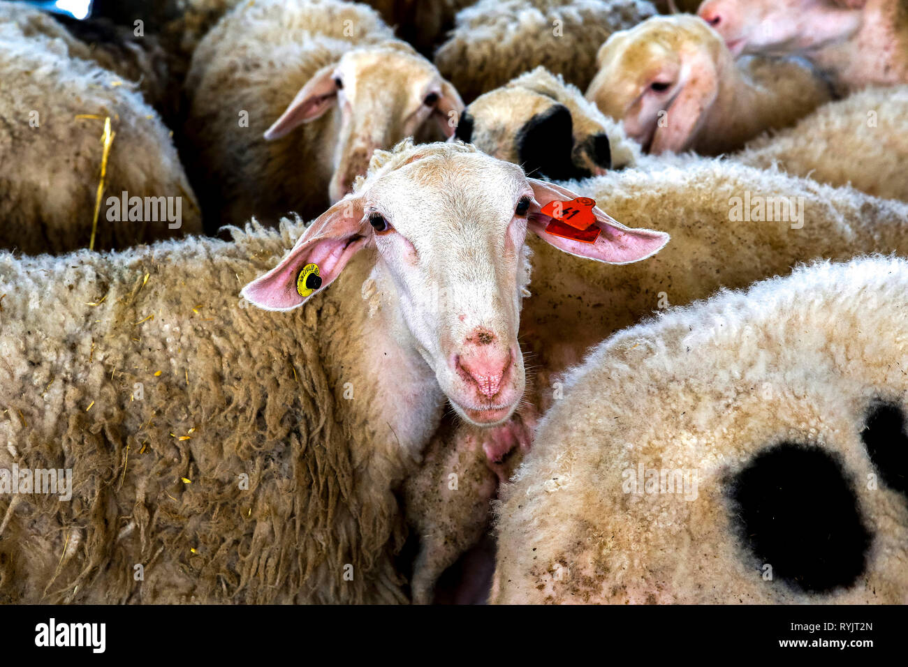 Cooperativa agricola di Beit Furik, West Bank, Palestina, co-finanziato mediante un prestito da ACAD Finance. Pecore. Foto Stock
