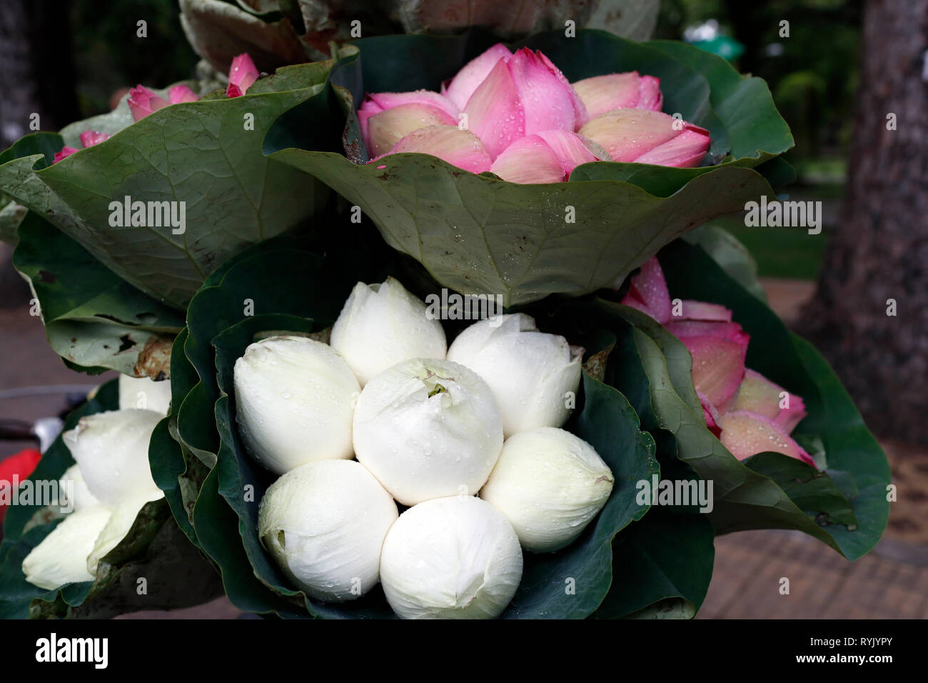Bianco e rosa fiori di loto. Ho Chi Minh City. Il Vietnam. Foto Stock