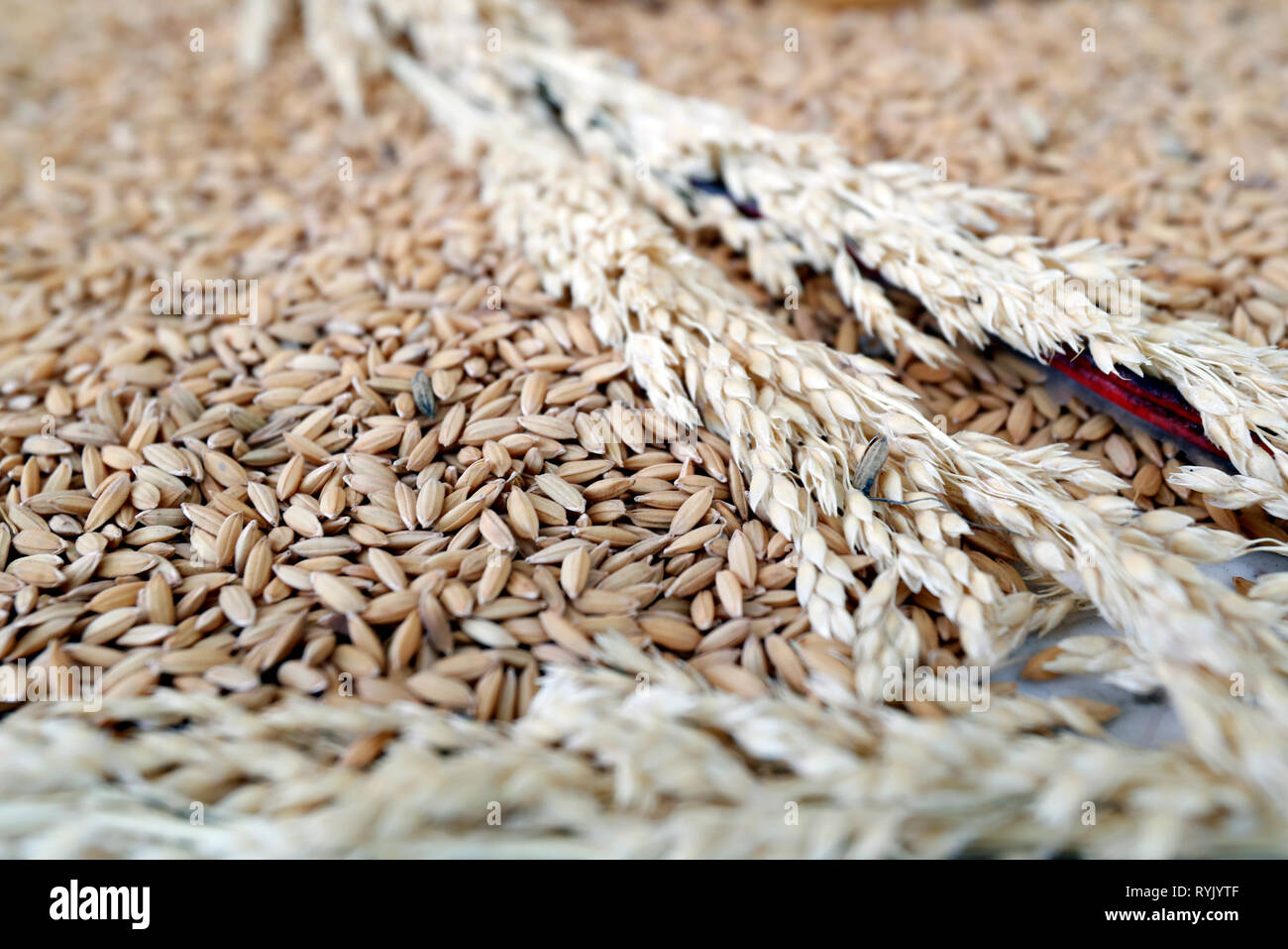 Il riso grezzo di grano secco e piante di riso. Ho Chi Minh City. Il Vietnam. Foto Stock