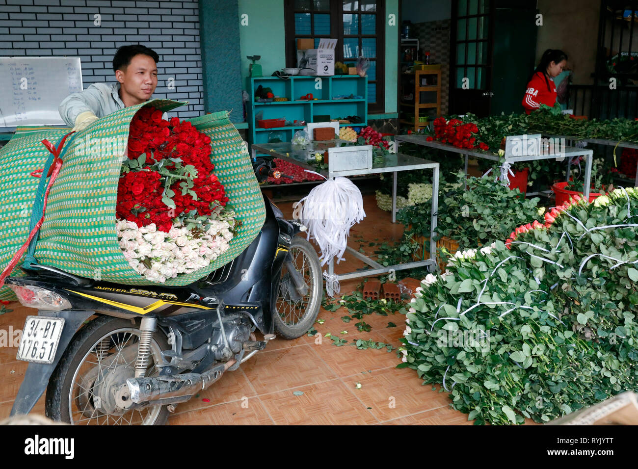 Fabbrica di fiori. Produzione di rose. Dalat. Il Vietnam. Foto Stock
