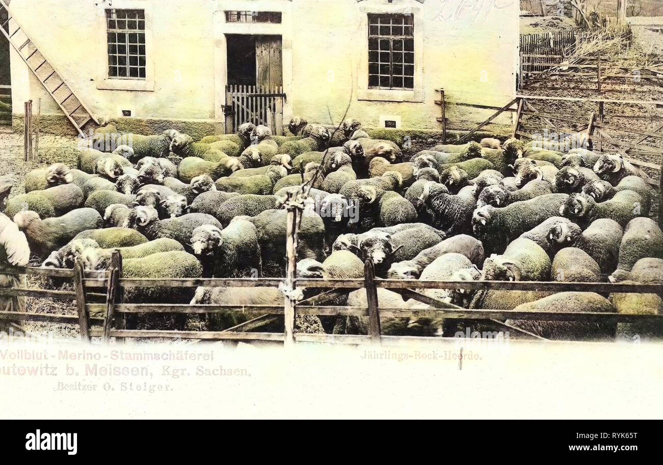 I pastori in Germania, allevamento di ovini in Germania, pecore in Germania, Leutewitz (Käbschütztal) 1901, Landkreis Meißen, Merino (razza), Leutewitz, Stammschäferei Foto Stock