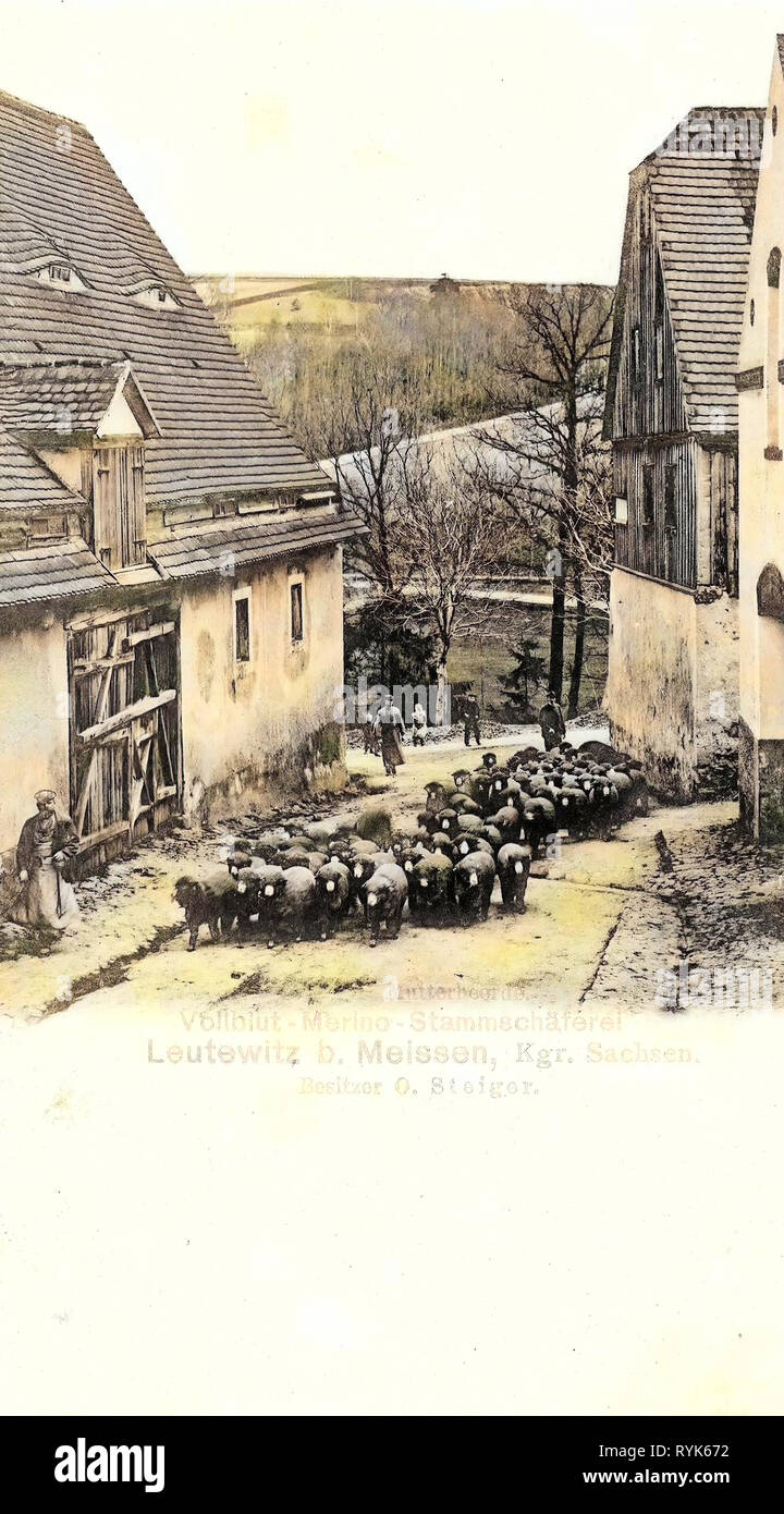I pastori in Germania, allevamento di ovini in Germania, pecore in Germania, Leutewitz (Käbschütztal) 1901, Landkreis Meißen, Leutewitz, Mutterherde, Stammschäferei Foto Stock