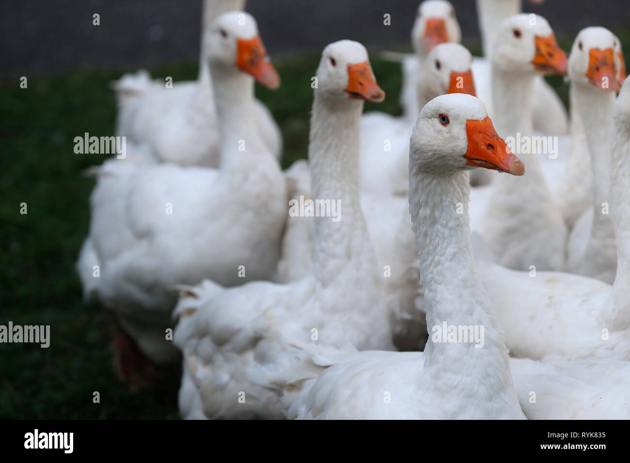 Gruppo di oca bianca in country farm. La Francia. Foto Stock