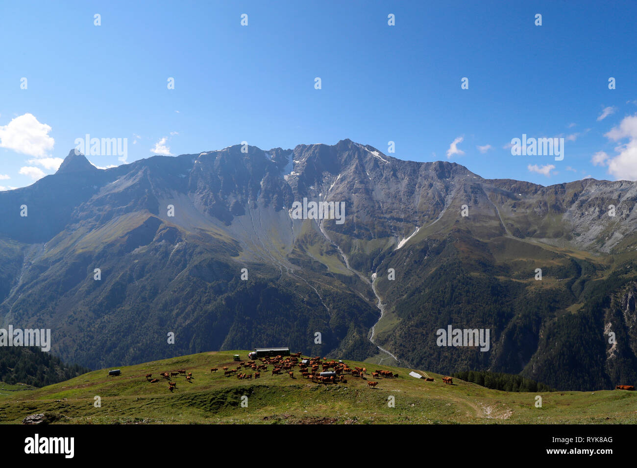 Sulle Alpi francesi. Beaufort formaggio. Il latte utilizzato proviene dal Tarine vacche che pascolano in alpeggio. Peisey Nancroix. La Francia. Foto Stock