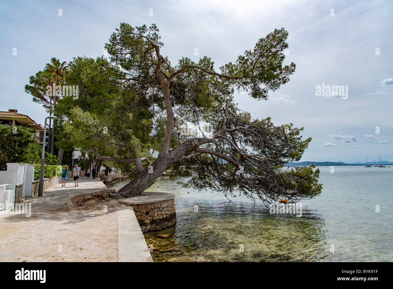 Passeggiata di pino a Port de Pollenca, Maiorca, Spagna. Foto Stock
