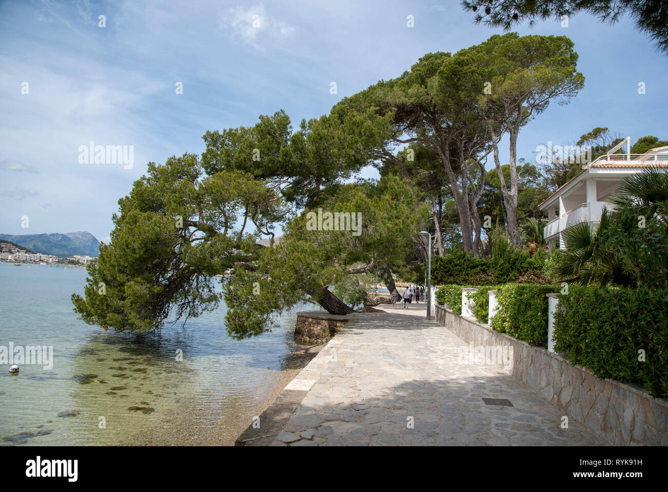 Passeggiata di pino a Port de Pollenca, Maiorca, Spagna. Foto Stock