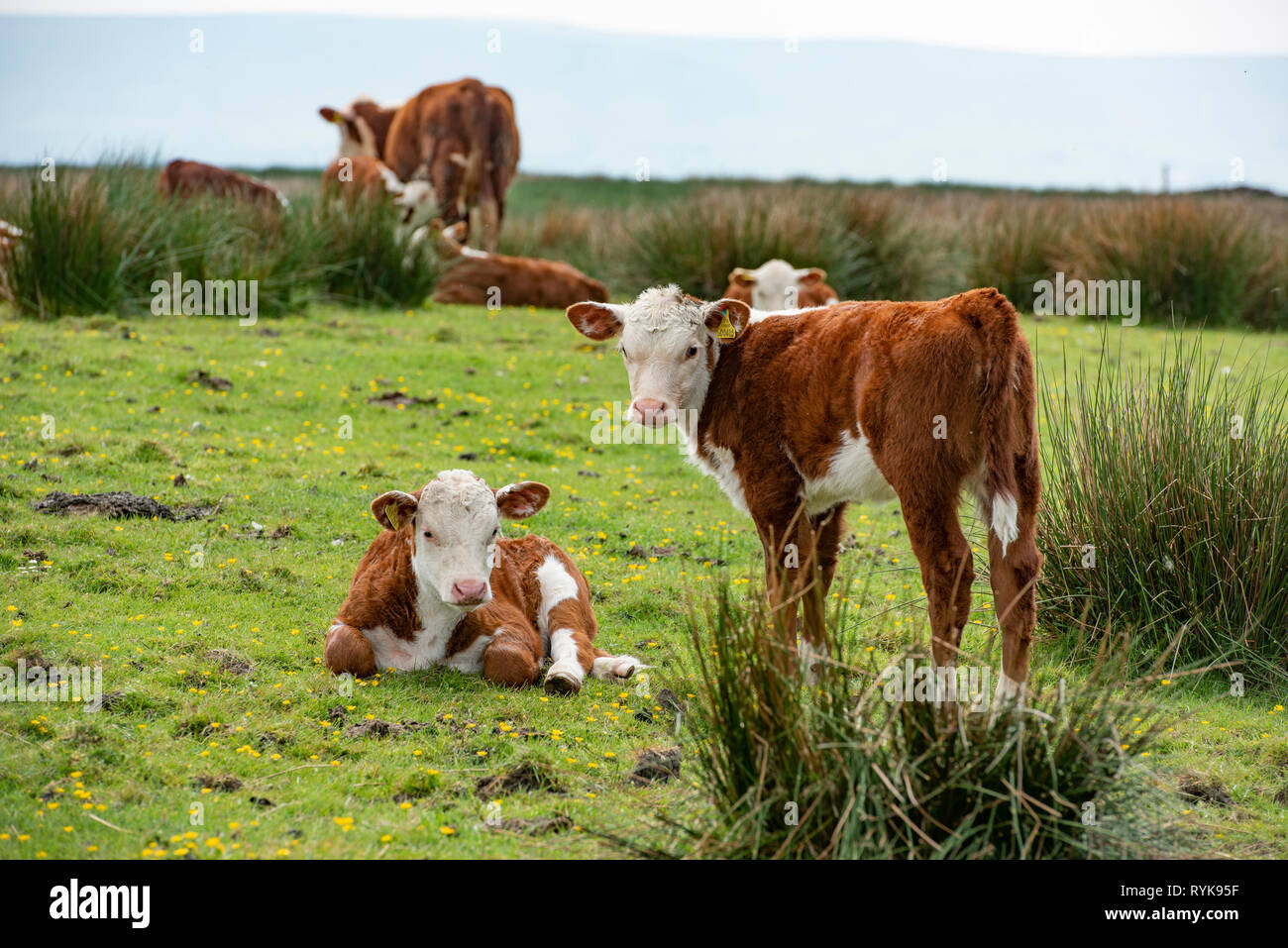 Hereford vitelli, Mucca Arca, Clitheroe, Lancashire. Foto Stock
