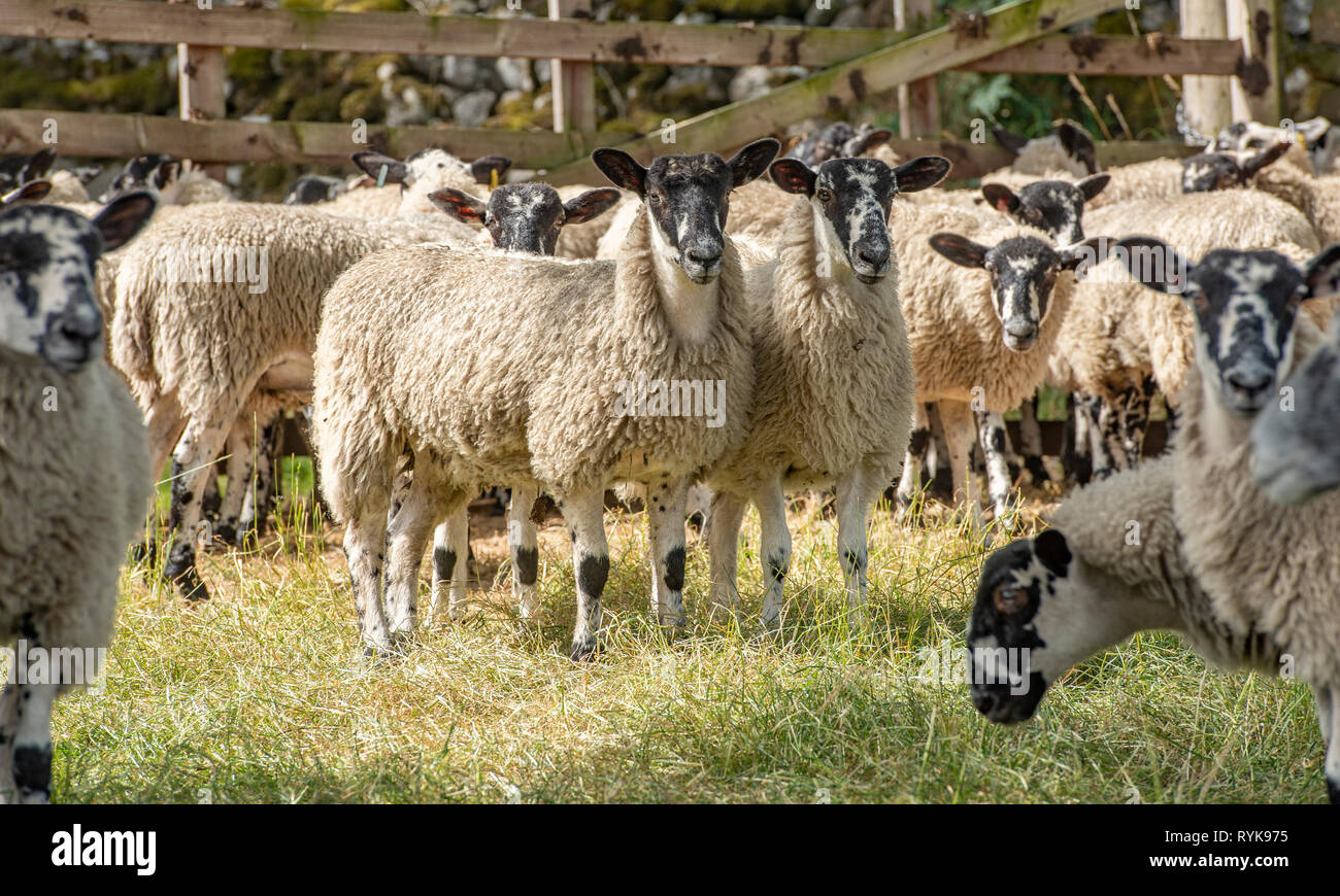 Mulo agnelli nelle vicinanze Skipton, North Yorkshire. Foto Stock