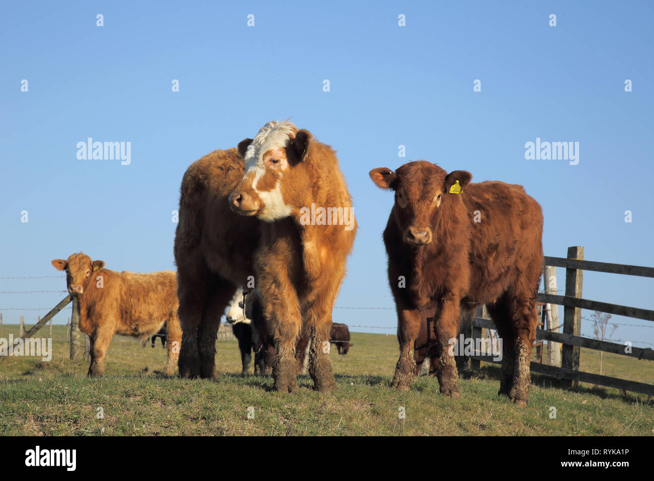 Bovini sul South Downs nel west sussex Foto Stock