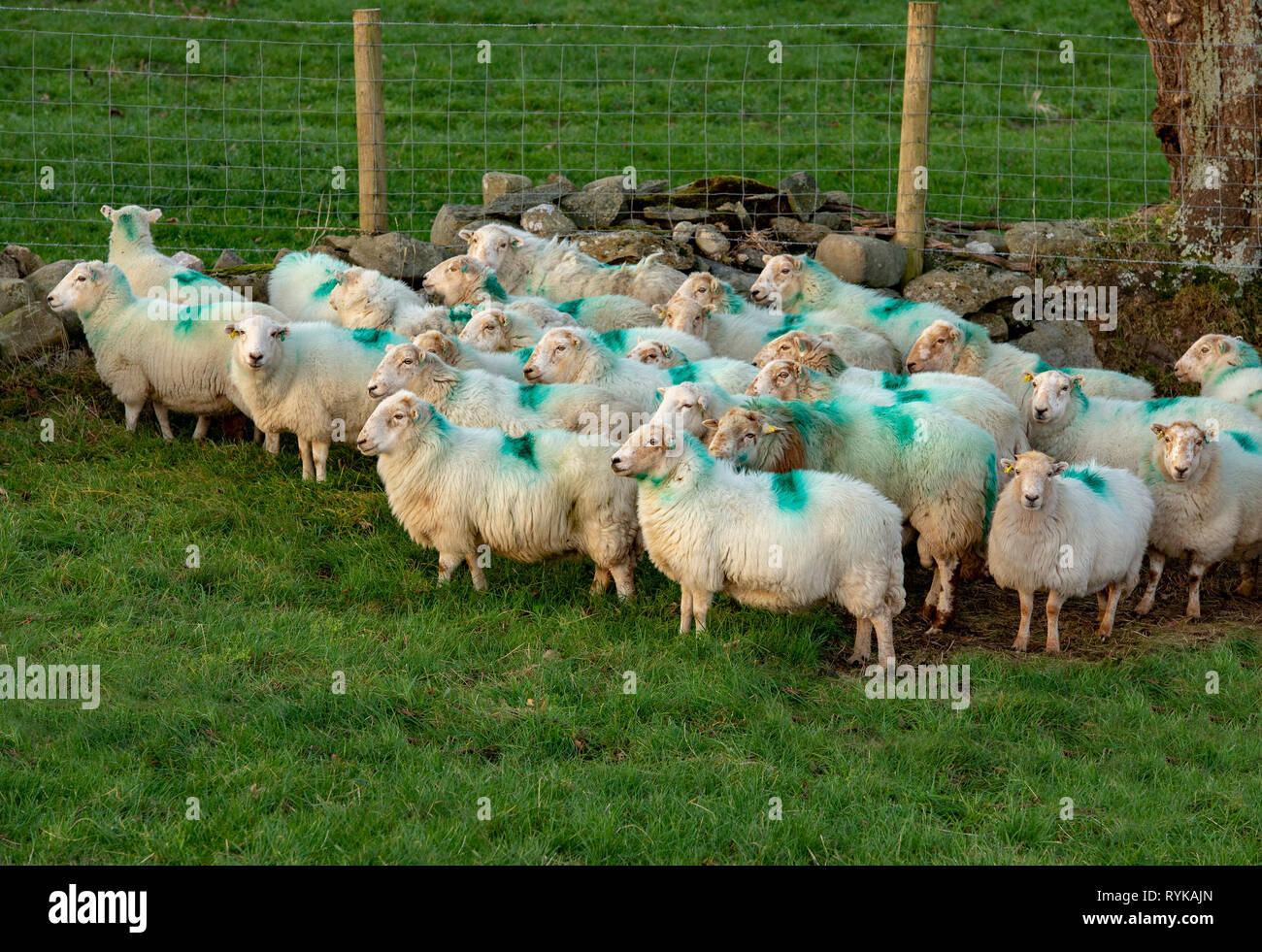 Il Gallese le pecore di montagna vicino a Caernarfon, il Galles del Nord. Foto Stock