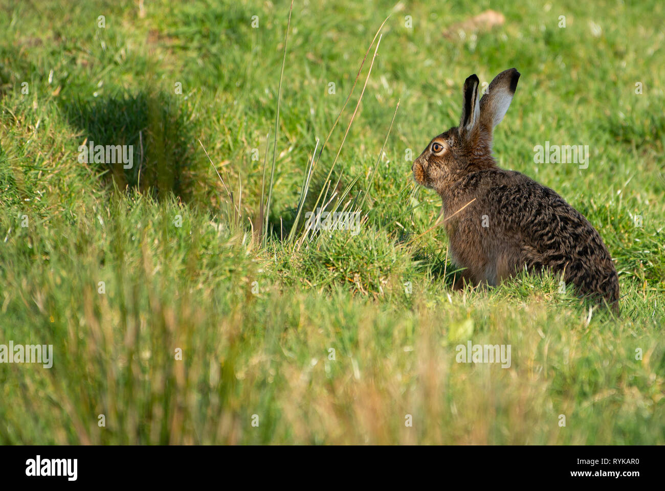 Unione Brown Lepre seduta, Whitewell, Lancashire. Foto Stock