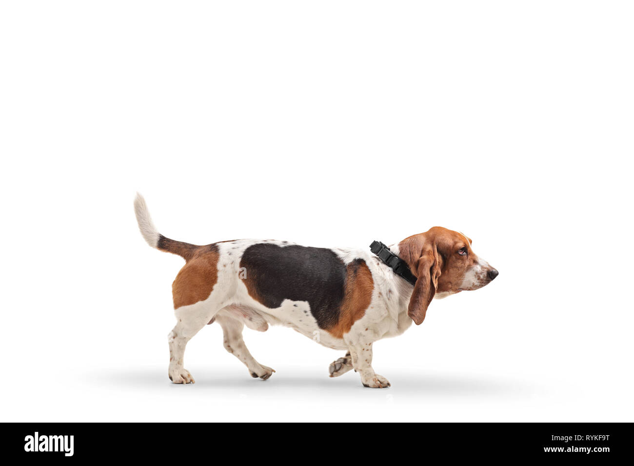 Colpo di profilo di un Basset Hound cane al guinzaglio isolati su sfondo bianco Foto Stock