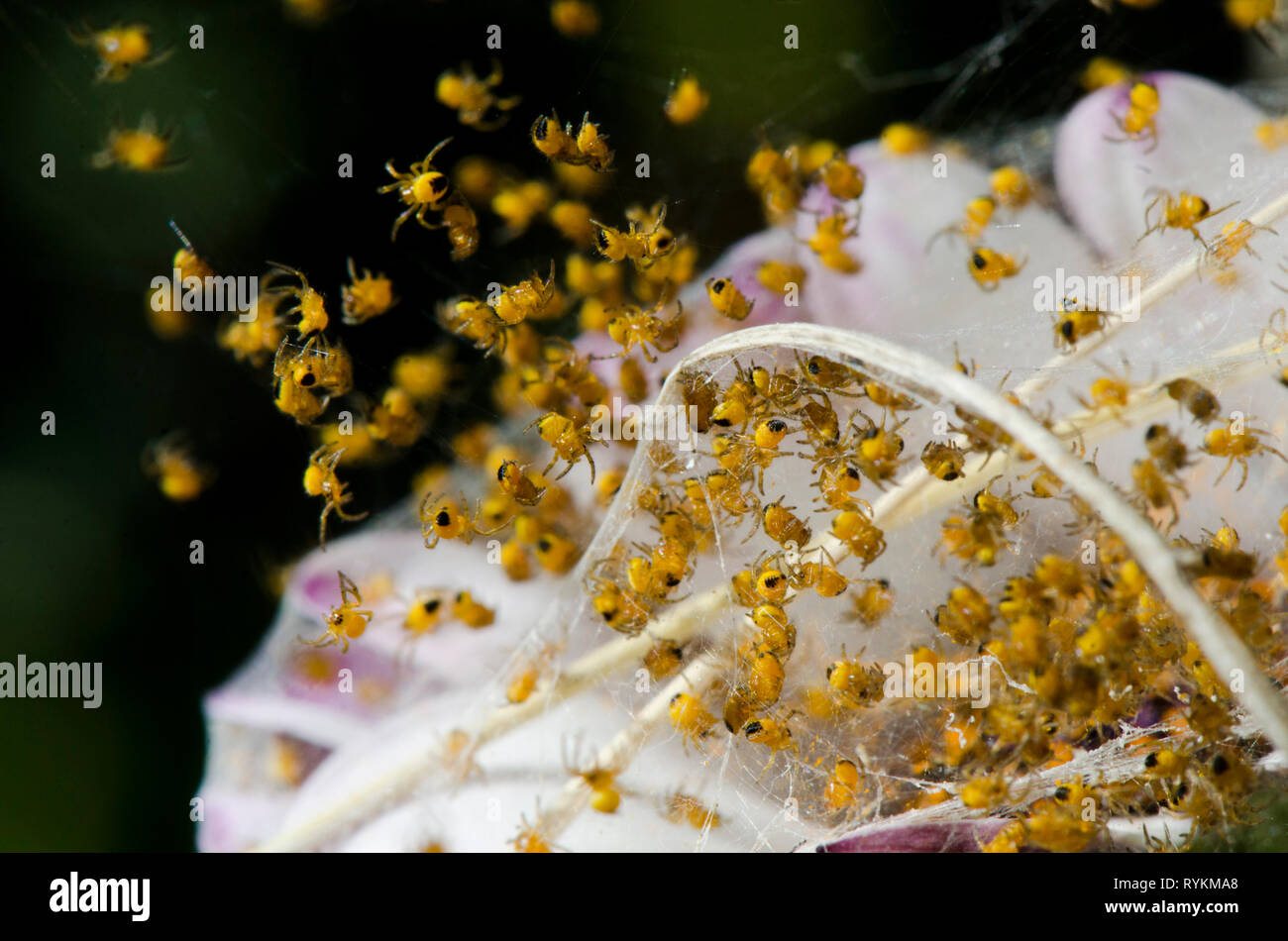 Cluster di giardino Spider (Araneus diadematus) con web spider neonati. Andalusia, Spagna. Foto Stock