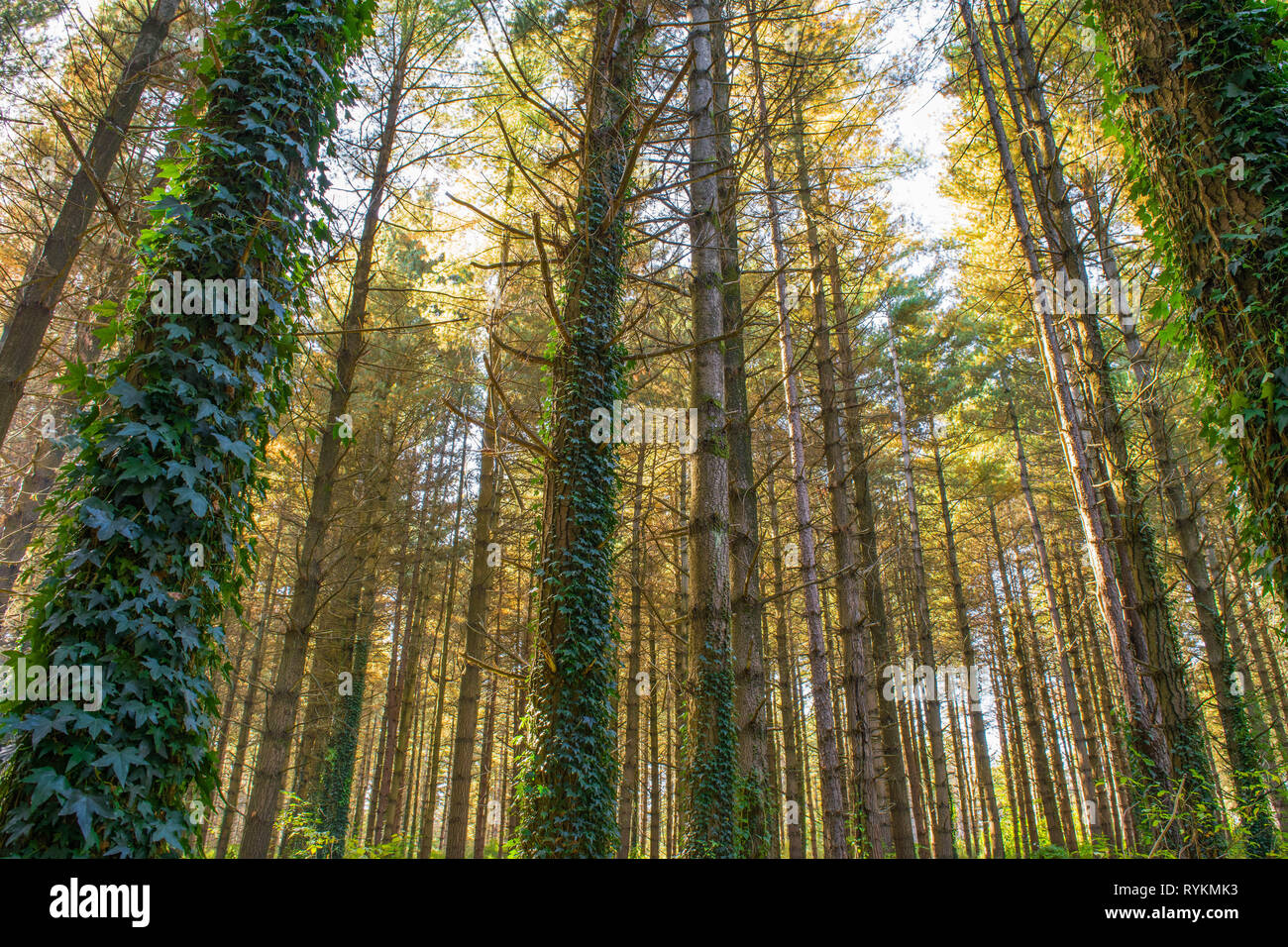 Paesaggio di alberi in una foresta selvaggia Foto Stock