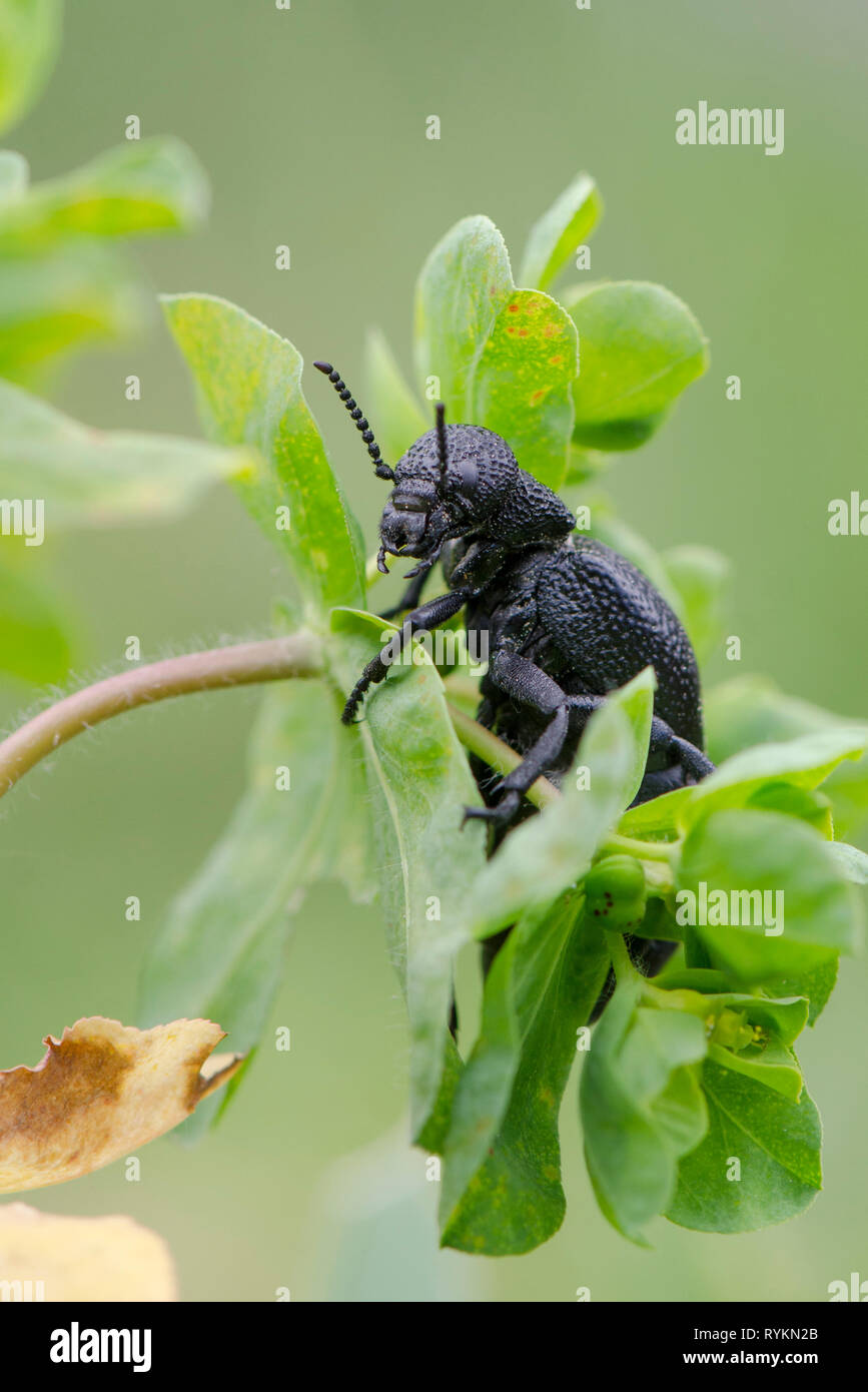 Olio comune Beetle, Meloe tuccius, blister beetle, Andalusia, Spagna. Foto Stock