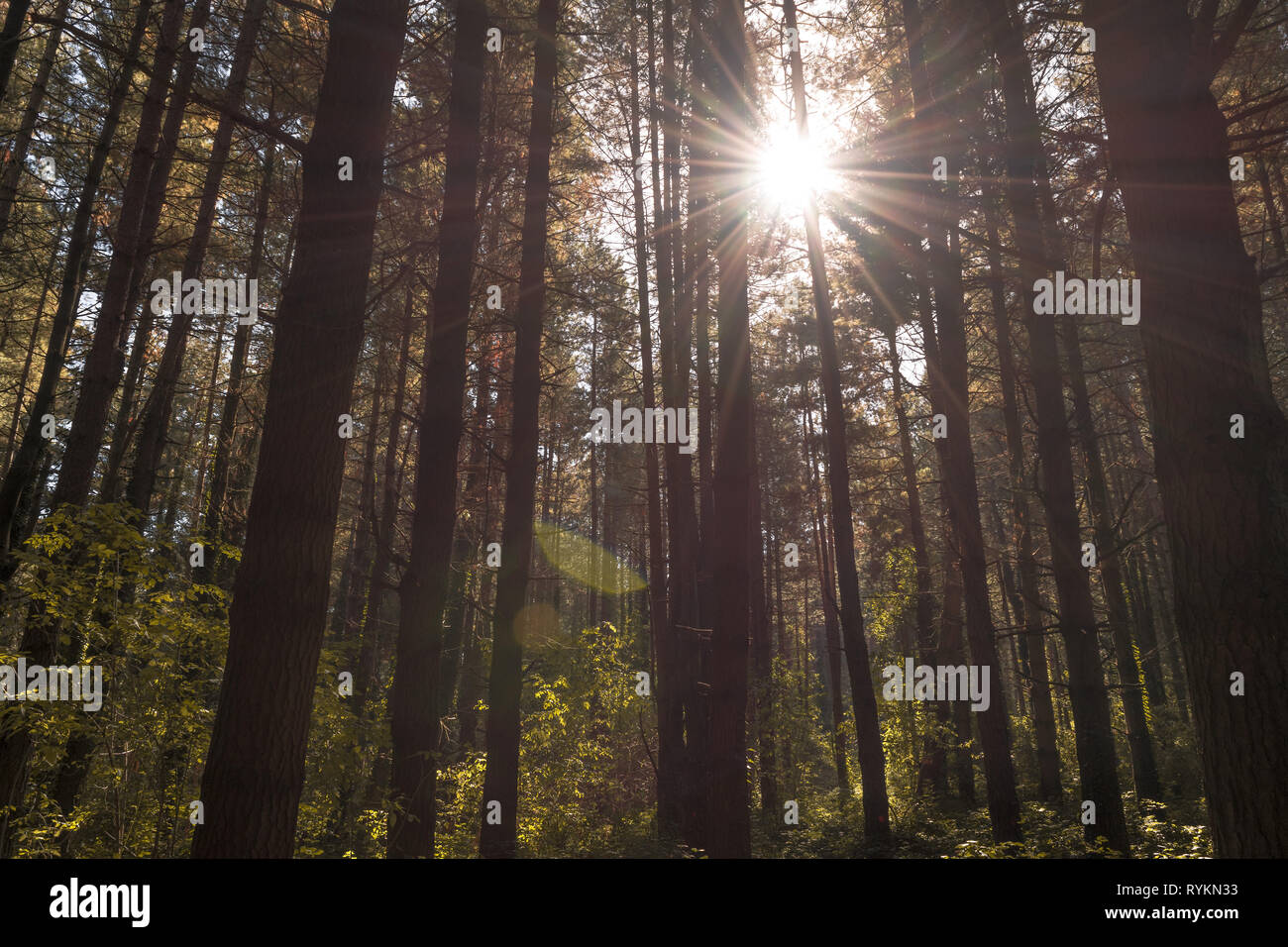 Paesaggio di alberi in una foresta selvaggia Foto Stock