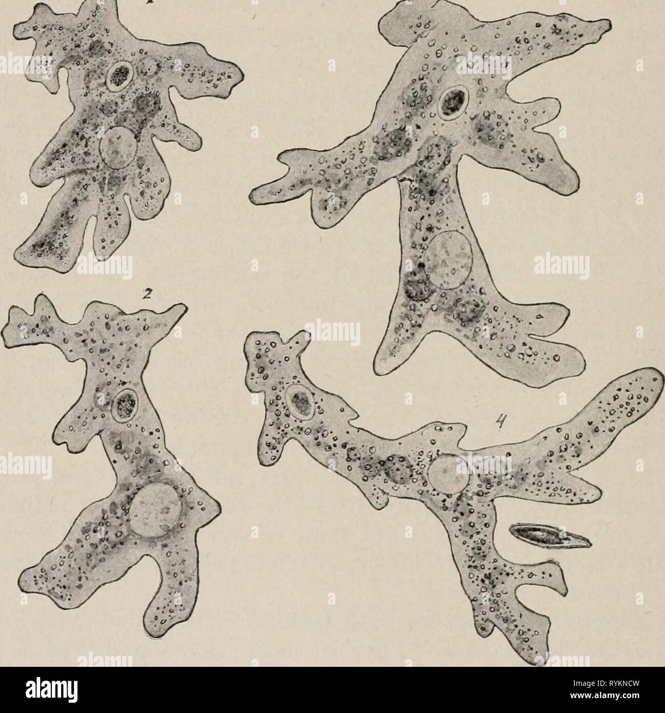 Libro di testo elementare di zoologia economica ed entomologia elementarytextbo00kell Anno: [c1915] 26 ECONOMICA Zoologia ed entomologia utilizzando la maggiore potenza lenti si sarà visto che la parte esterna del gelatinoso corpo, chiamato ectosarc, è più chiaro rispetto al più granulare parte interna, il endosarc, e che all interno del endosarc sono molti piccoli granuli, le particelle di cibo e una compara- creditore è a conoscenza dei costi grandi, rotonde, lo spazio libero il vacuolo contrattile, cui m&:^r ;** '• &gt; - i' -JaHt V^-. Foto Stock