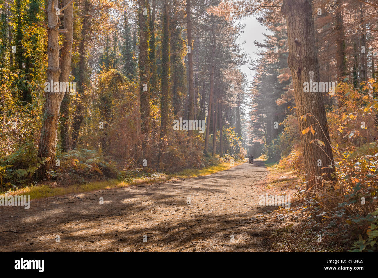 Paesaggio di alberi in una foresta selvaggia Foto Stock