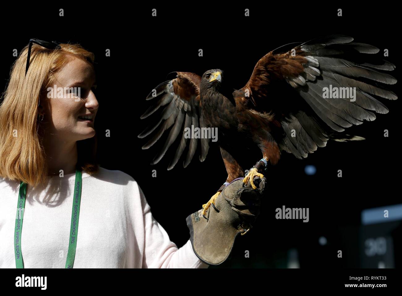 IMOGEN DAVIS , RUFUS WIMBLEDON HAWK PICCIONI SCARER, i campionati di Wimbledon 2017, i campionati di Wimbledon 2017, 2017 Foto Stock