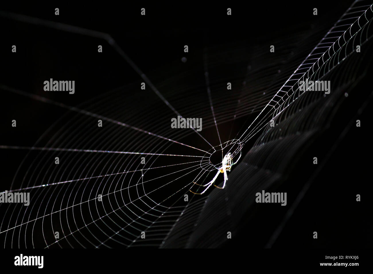 La nota casa di spider Foto Stock