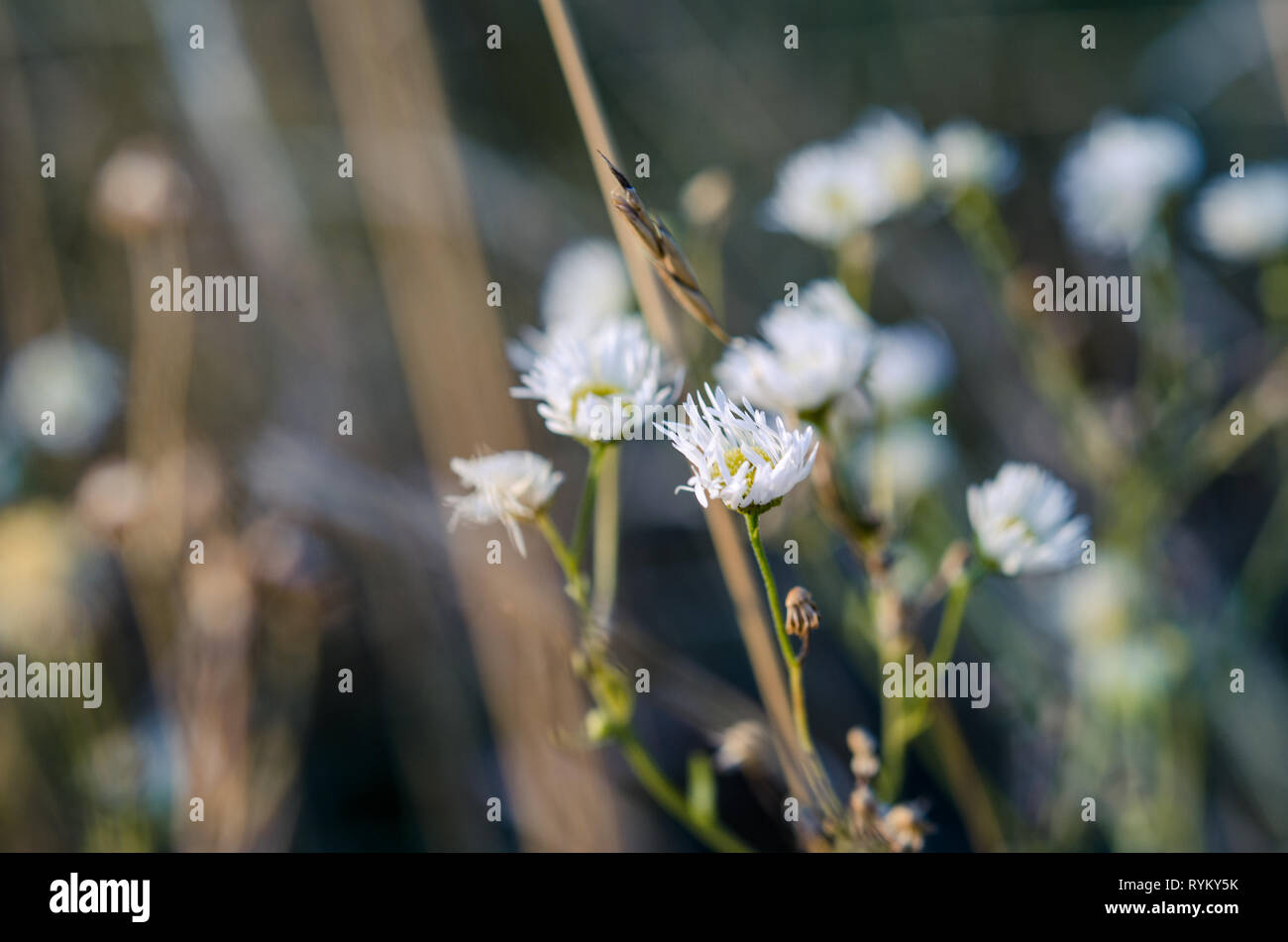 Сhamomileы in un campo soffiata da un freddo vento autunnale Foto Stock