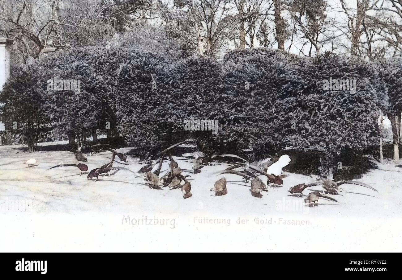 Chrysolophus pictus (prigioniero), Moritzburg (Sachsen), 1902, Landkreis Meißen, Moritzburg, Fütterung der Goldfasanen, Germania Foto Stock