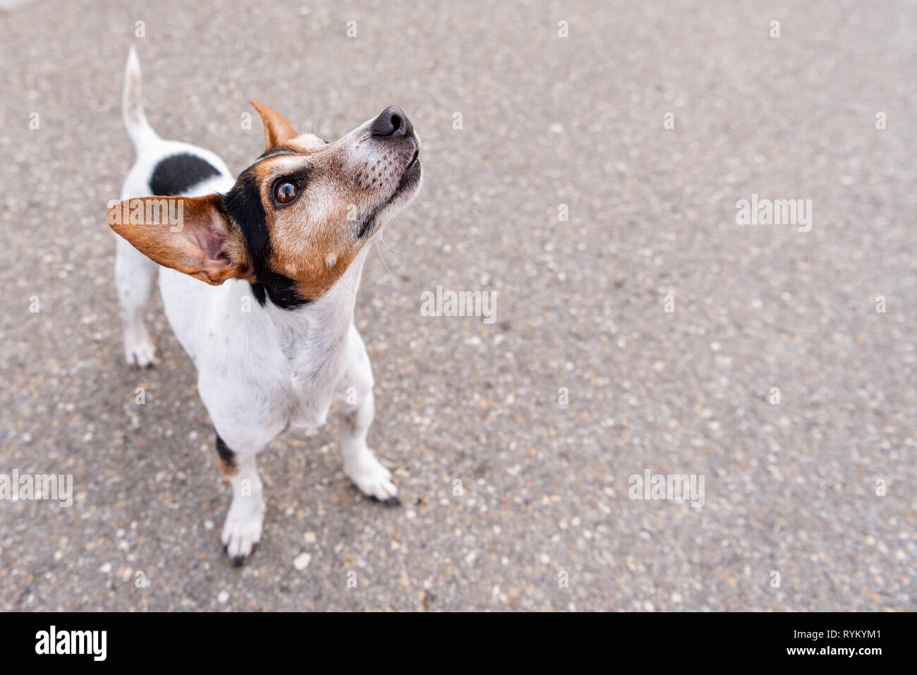 Jack Russell Terrier 11 anni, lo stile dei capelli lisci - carino piccolo cane. Doggy è guardare in alto e prospettiva divertenti Foto Stock