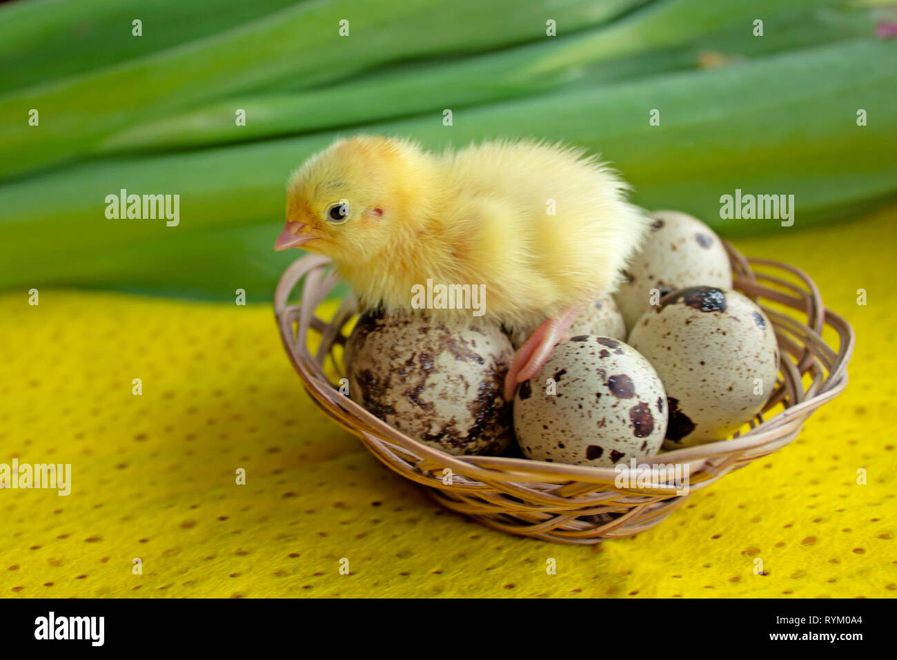 Baby quaglia seduta sulle uova in un cestino. Pasqua. Il concetto della nascita di una nuova vita. Foto Stock