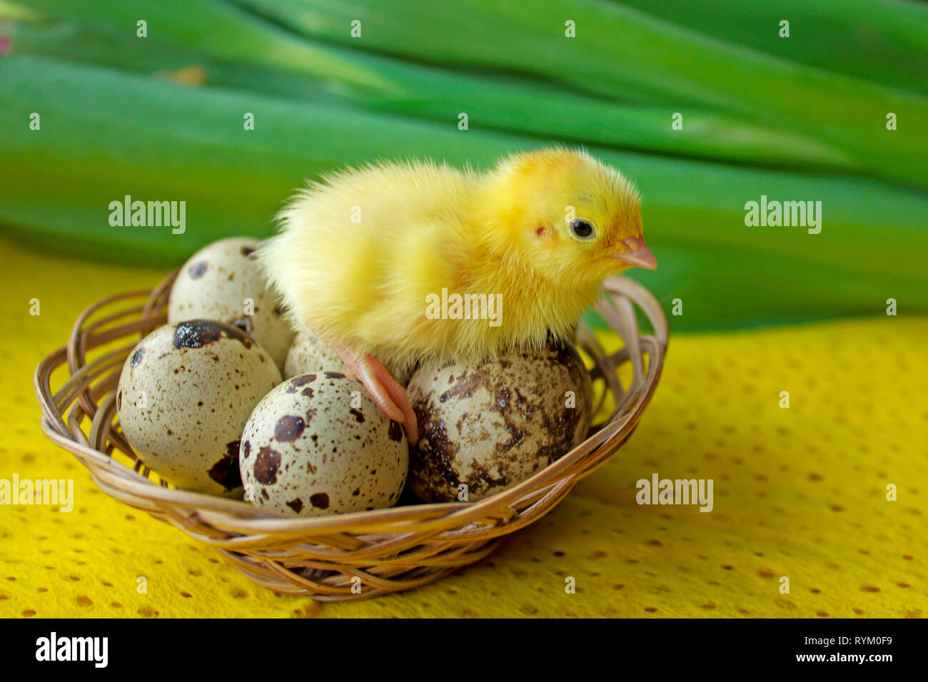 Baby quaglia seduta sulle uova in un cestino. Pasqua. Il concetto della nascita di una nuova vita. Foto Stock