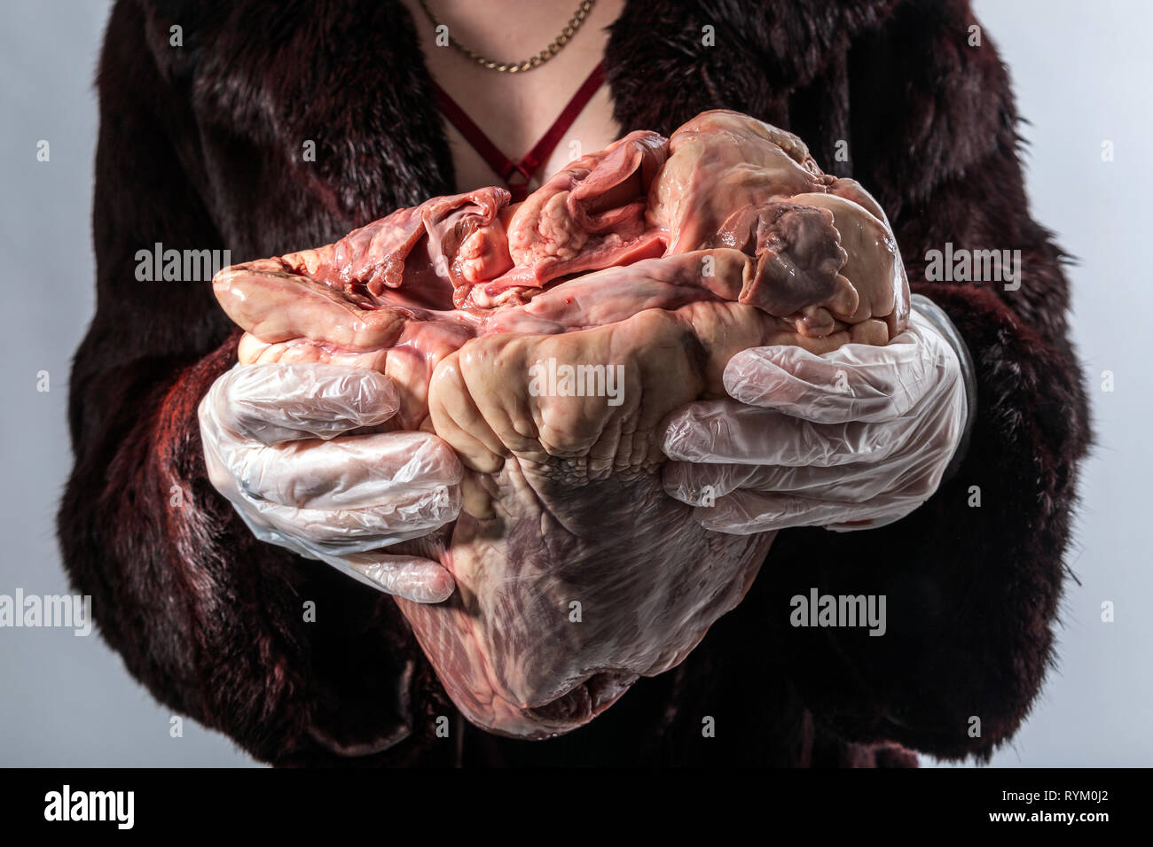 La sanità e la medicina, veterinario, Anatomia, animale, sangue animale, corpo animale, cuore di animali, animale organo interno, muscolo animale,il Vegetarianismo Foto Stock